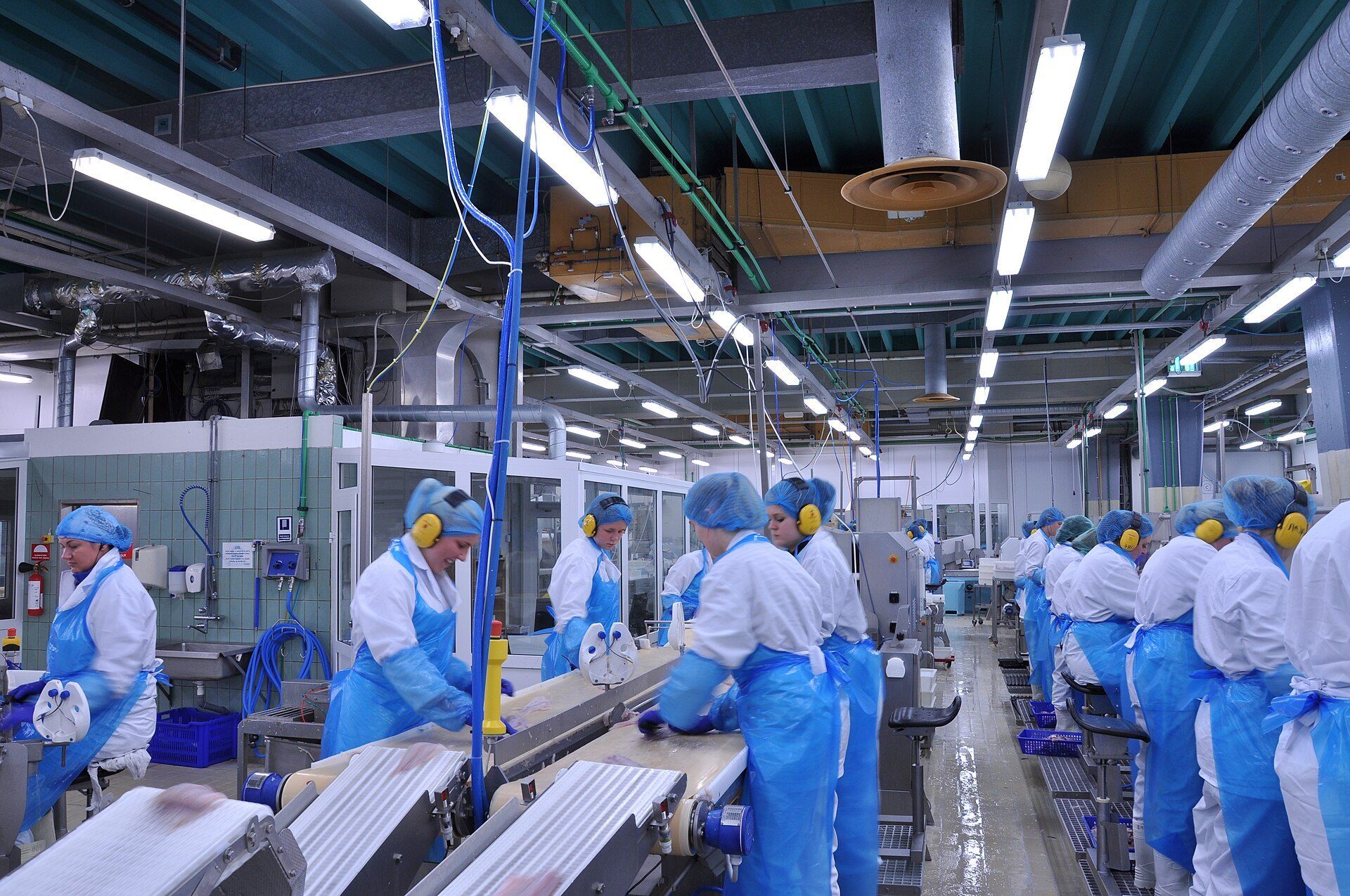 Equipe de touca, avental e luvas trabalhando em esteiras de inox numa linha de beneficiamento